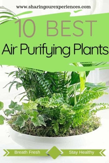 Best Oxygen Air Purifying Indoor Plants With Names For Your Home