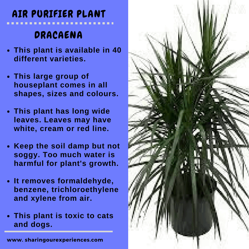 10 Best Oxygen air purifying indoor plants with names for your home ...