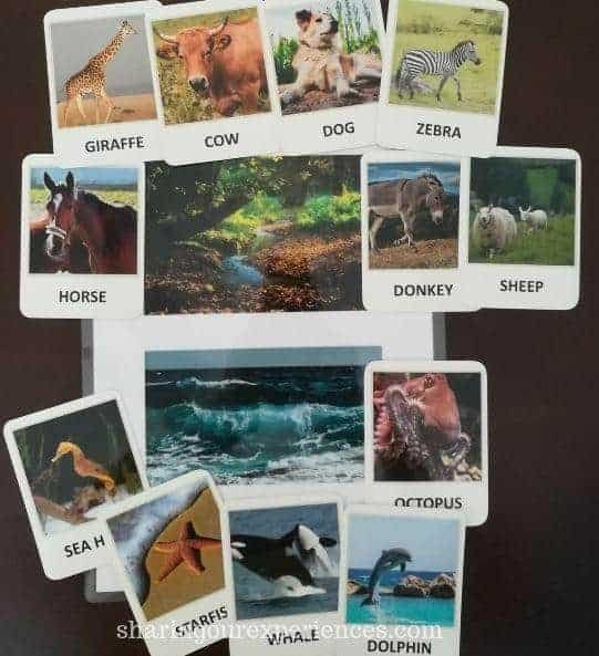 Animal Flash Card Activities