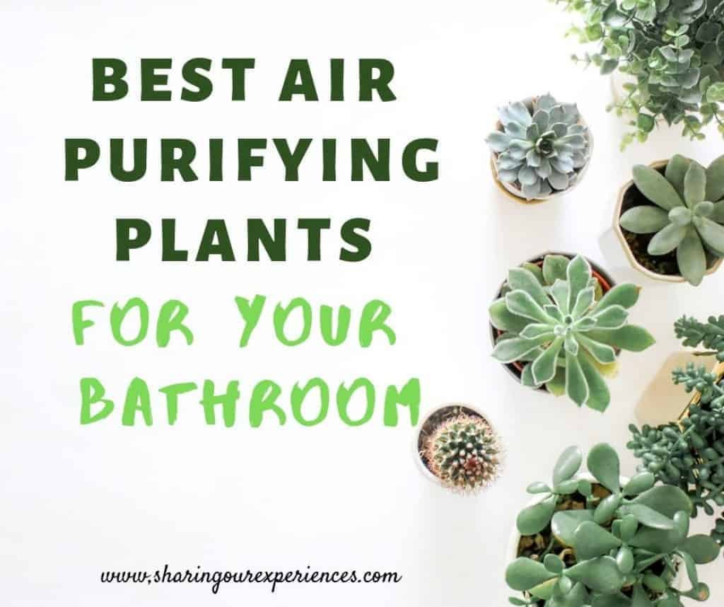 Best Air Purifying Plants For Your Bathroom | Make Your Bathroom Cheery ...