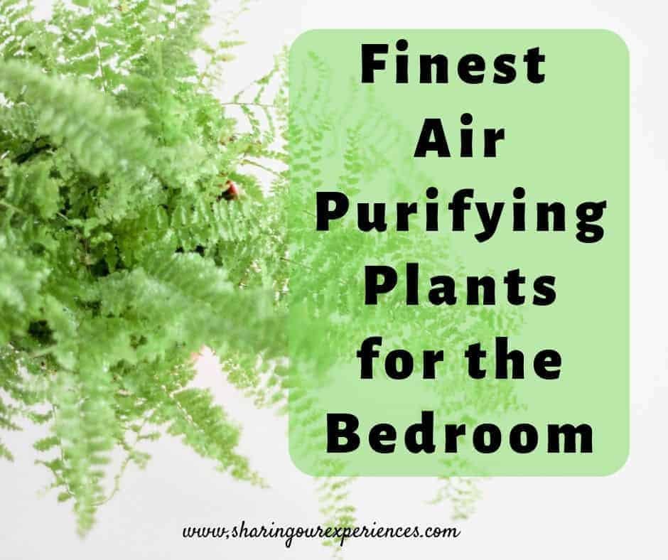 Few Finest Air Purifying Plants For The Bedroom Sharing