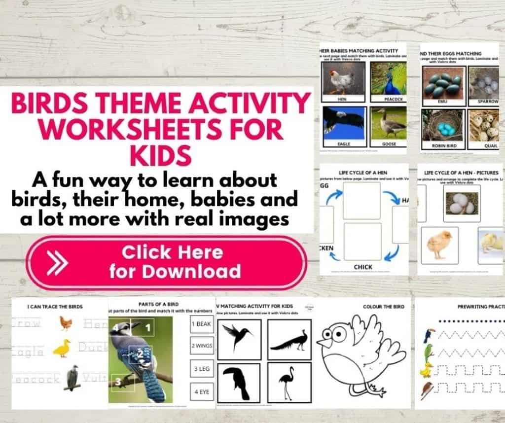 Bird theme activity worksheets for kids bundle mock up