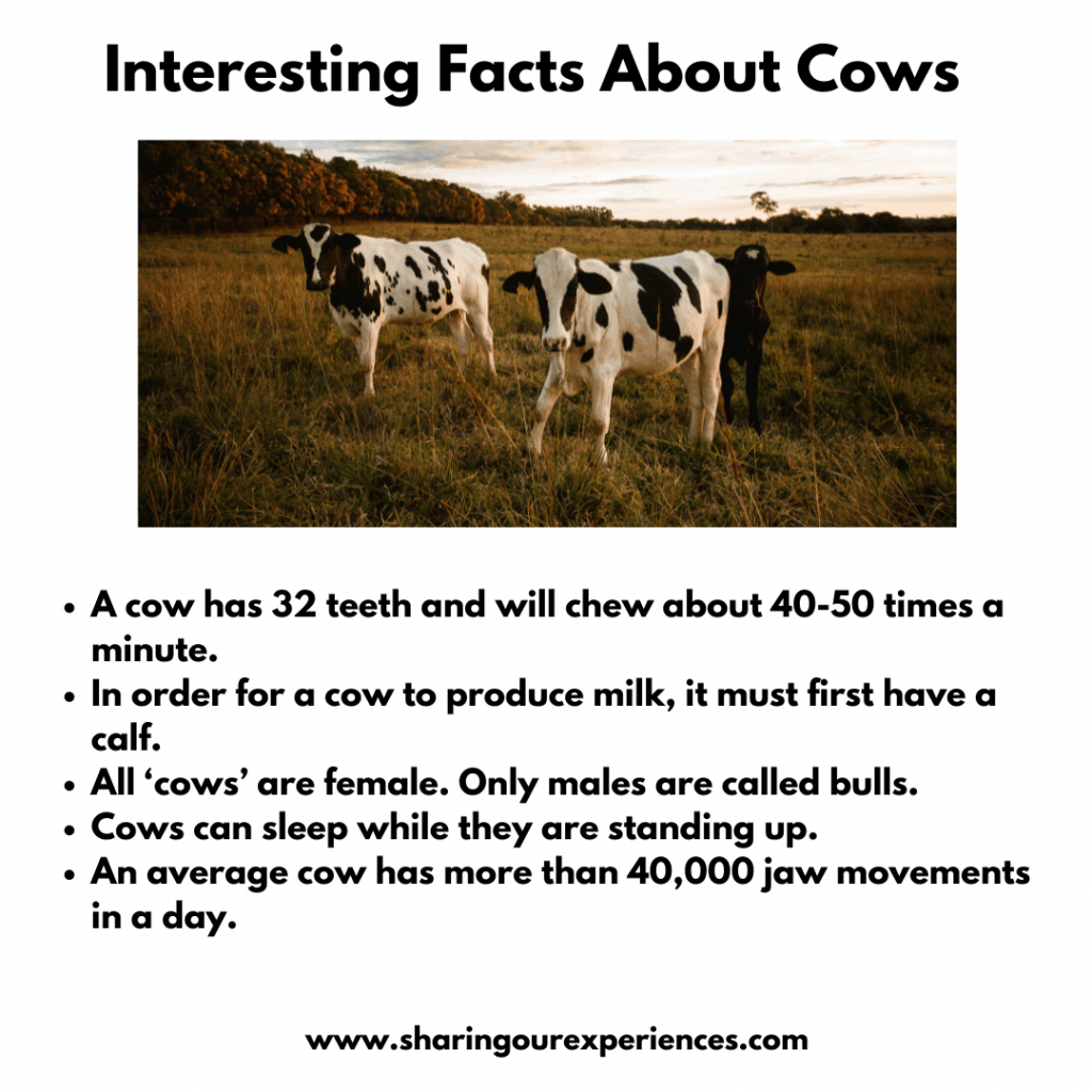 Fun and Interesting facts about pet and farm animals for kids- cow