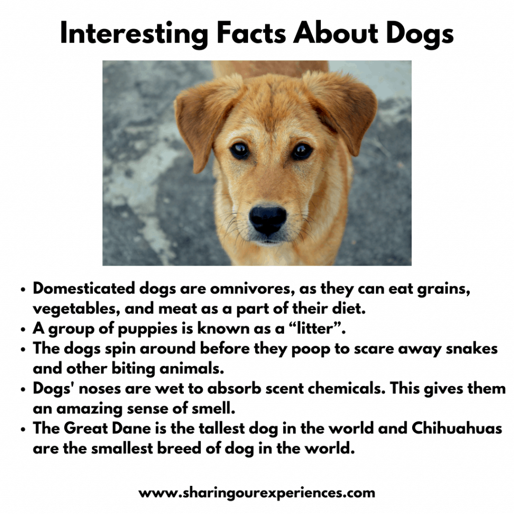 Interesting Facts about Pet Animals For kids- Dogs
