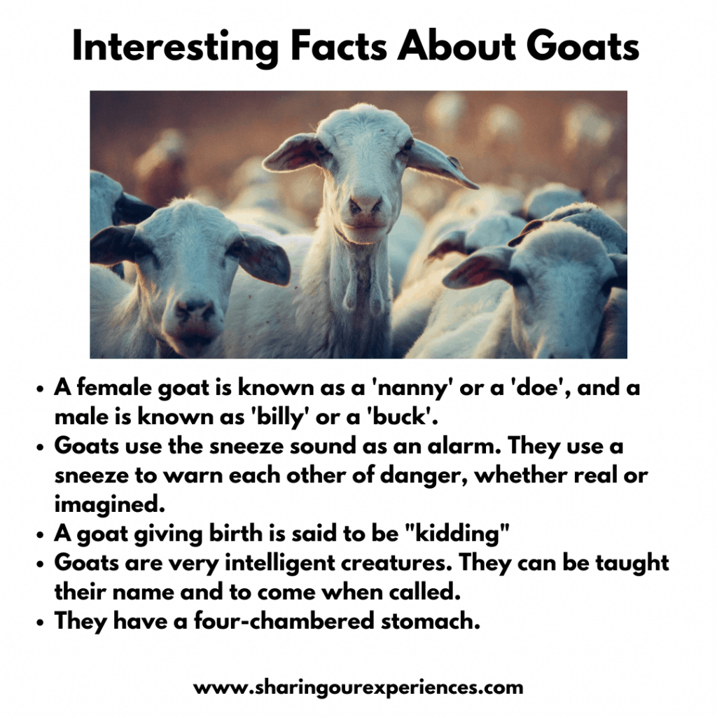 Interesting And Fun Facts About Animals For Kids Sharing Our Experiences