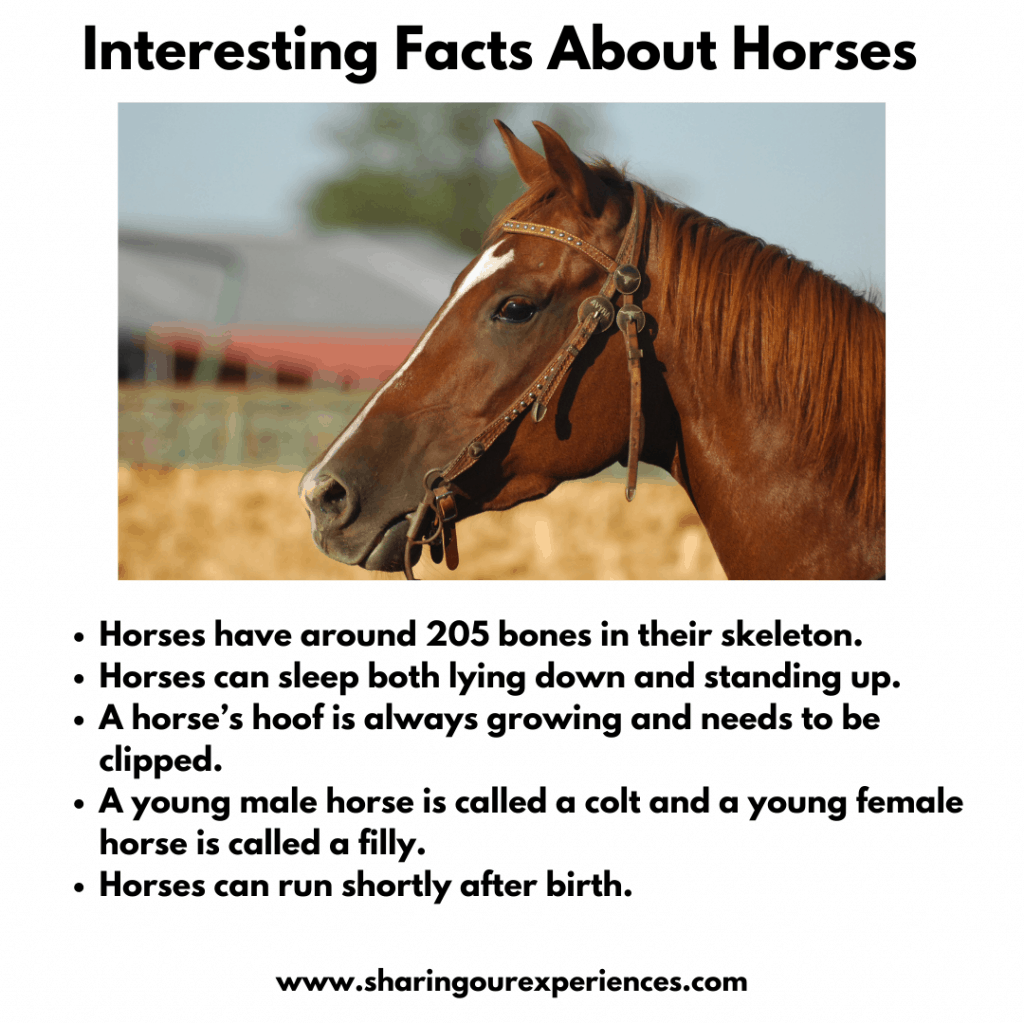 Fun and Interesting facts about farm animals-Horse