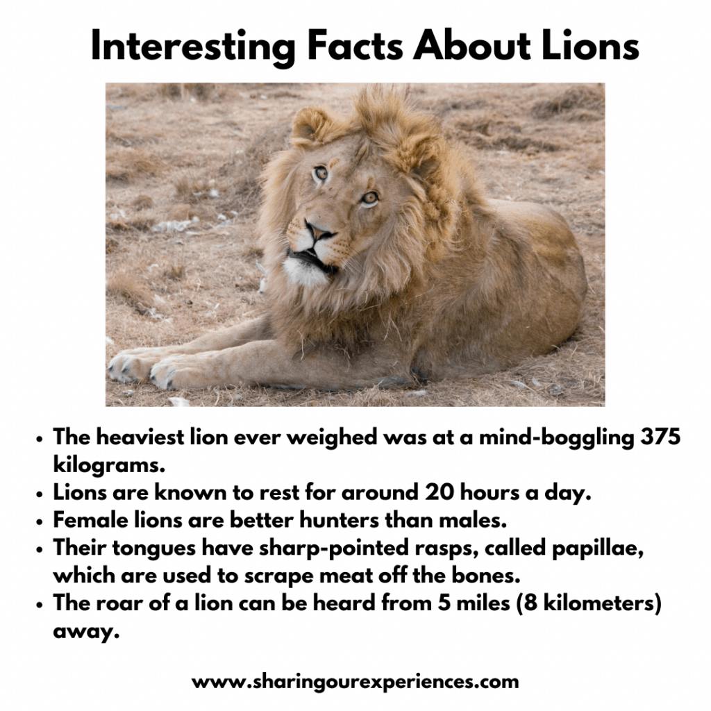 Facts About Lions For Kids - Home Interior Design