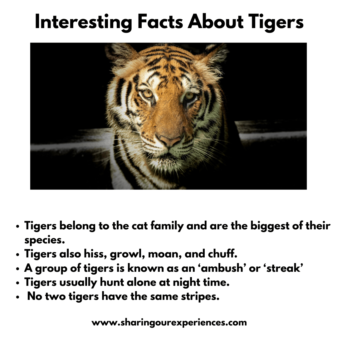 fun-facts-about-tigers-astonishingceiyrs