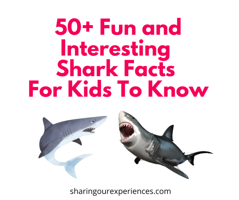 50 Fun And Interesting Shark Facts For Kids To Know - Sharing Our ...