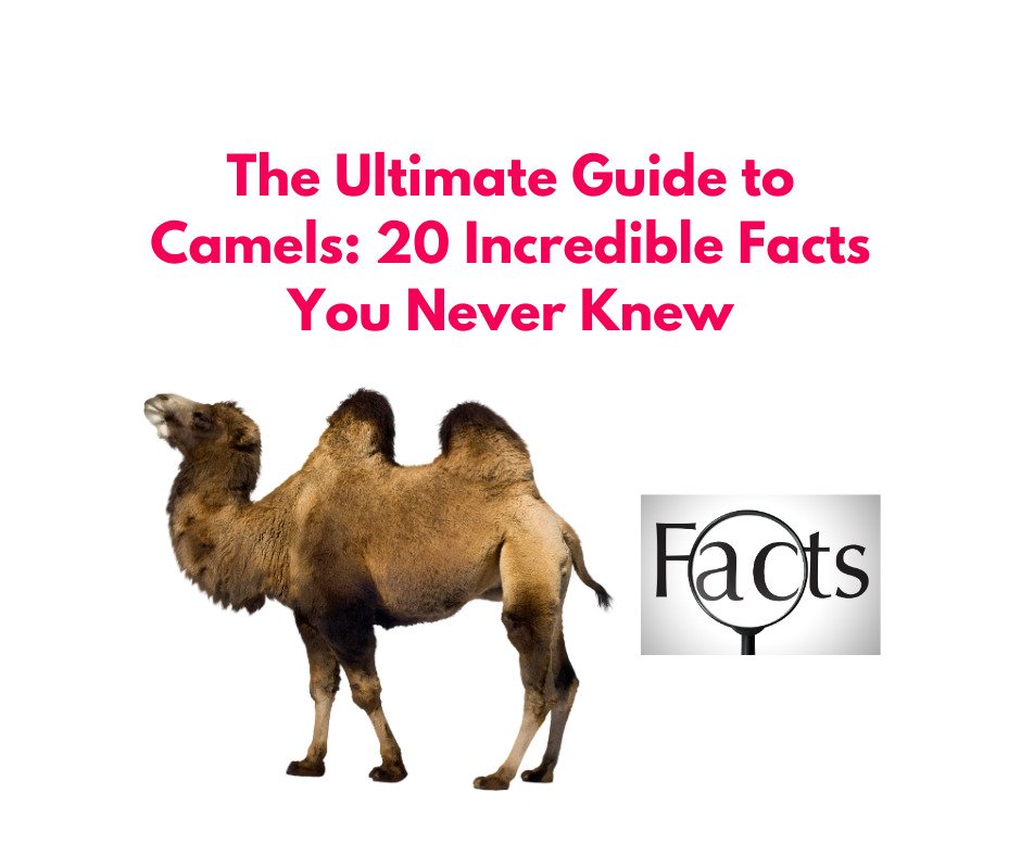 20 amazing camel facts