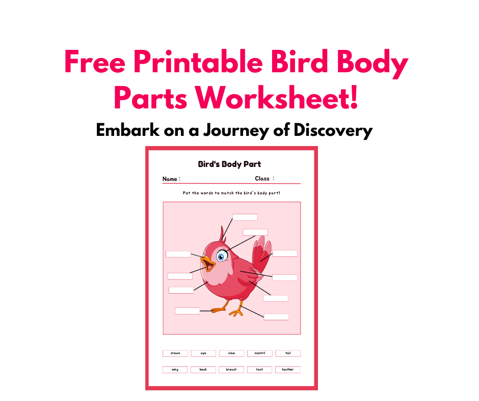 Free Printable Bird Body Parts Worksheet (1)