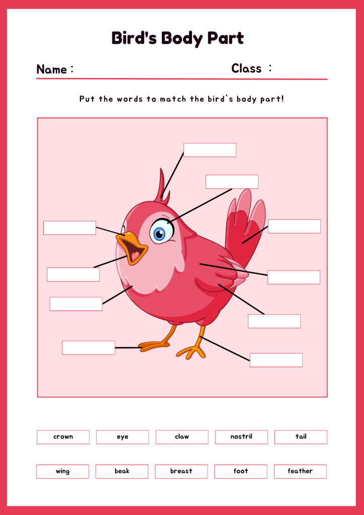 Free Printable Bird Body Parts Worksheet
